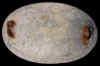 DugBoxPlateBoydBack.JPG (85638 bytes)